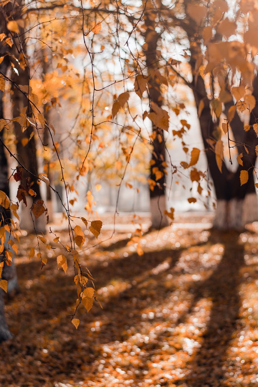 selective focus photography of brown leafed trees for a music news blog post.